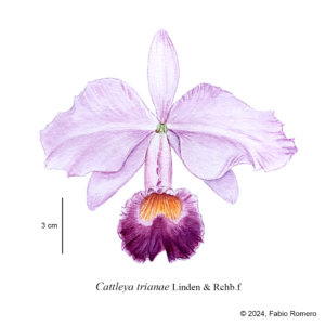 1. Cattleya trianae Acuarela Básica