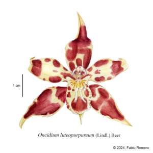 1. Oncidium luteopurpureum Acuarela Básica