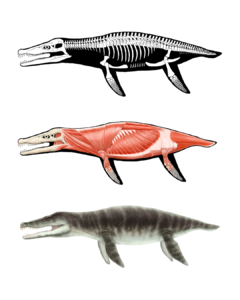 CIENHOJAS TALLERES PALEONTOLOGIA 2