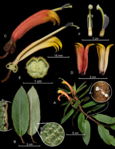 Centropogon-ferrugineus