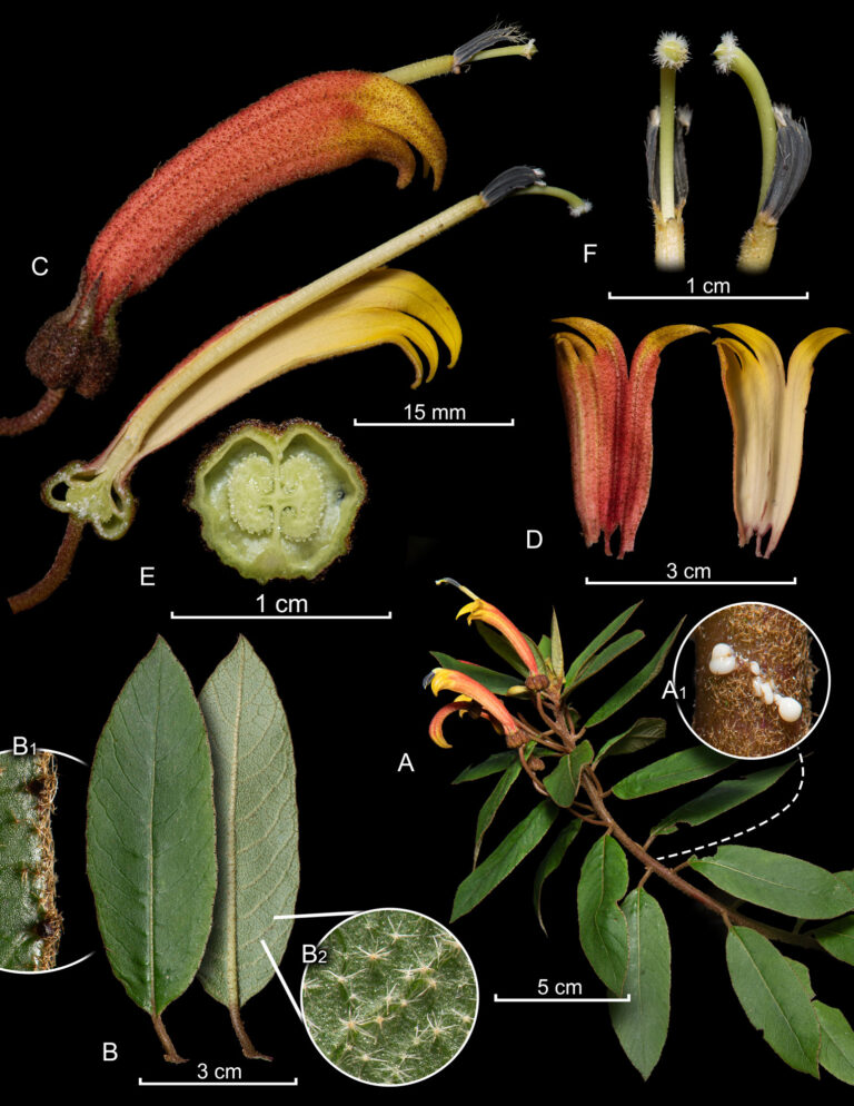 Centropogon-ferrugineus