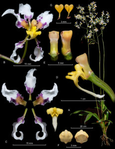 Cyrtochilum-dipterum