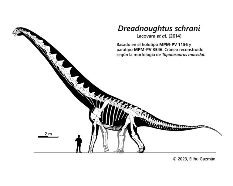 Dreadnoughtus schrani