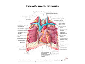 ESTUDIO NETTER ACUARELA