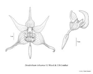 FABIO ROMERO DENDROBIUM TOBAENSE ILUSTRACIÓN