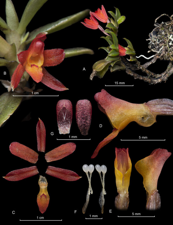 Láminas Botánicas con Fotografía - Imagen 4