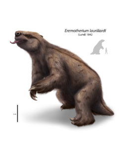 ILUSTRACIÓN EREMOTHERIUM