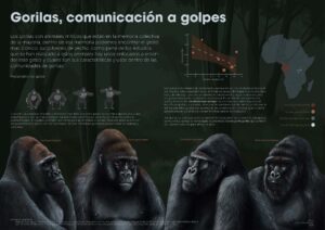 INFOGRAFÍA GORILAS