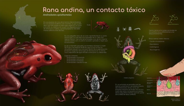 Infografía rana andina