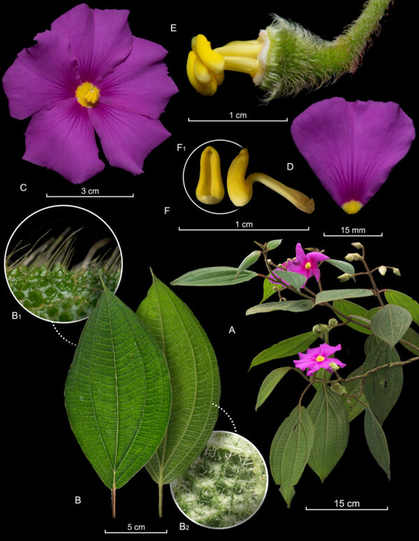 Láminas Botánicas con Fotografía - Imagen 6