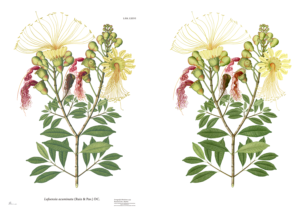 Lafoensia acuminata Replica Digital