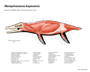 Monquirasaurus boyacensis Anatomia muscular