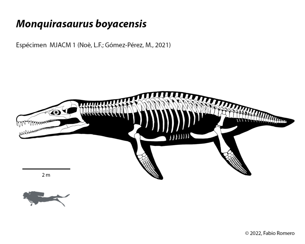 Monquirasaurus boyacensis Esqueleto