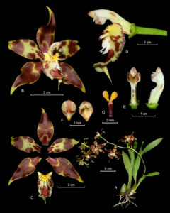 ONCIDIUM LUTEOPURPUREUM LANKESTER