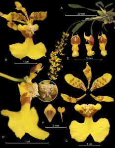 Oncidium pictum copia