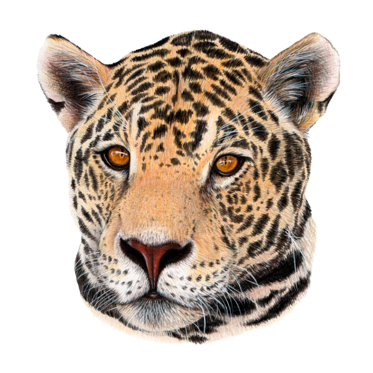 Panthera onca Ilustración