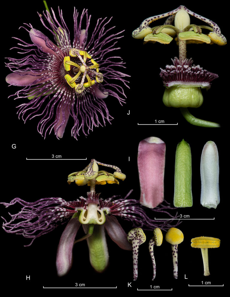 Passiflora-trisulca-pt-2