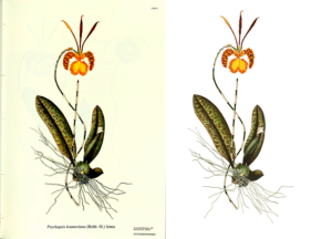 Psychopsis krameriana Original Replica Digital