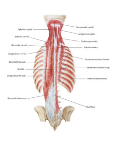 TALLER ANATOMIA HUMANA ACUARELA