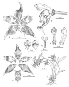 TALLER ILUSTRACION BOTANICA TINTA CIENTÍFICA