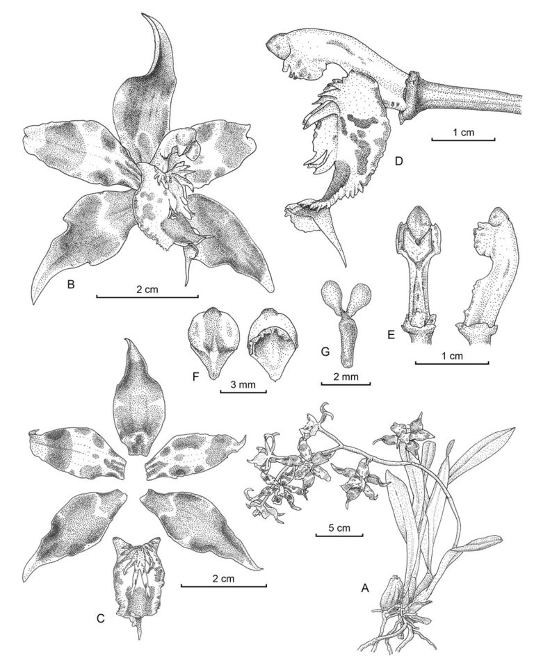 TALLER ILUSTRACION BOTANICA TINTA CIENTÍFICA