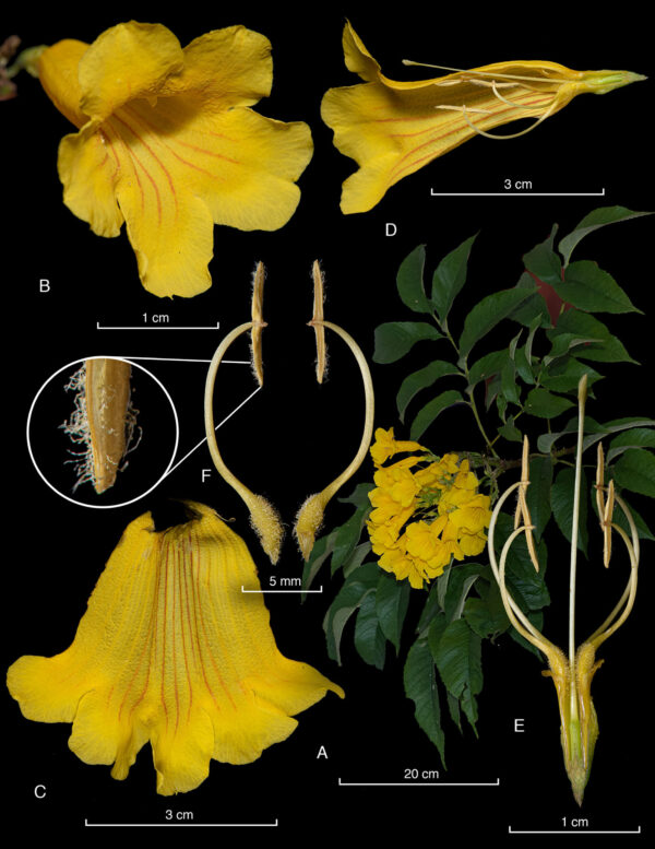 Láminas Botánicas con Fotografía - Imagen 5