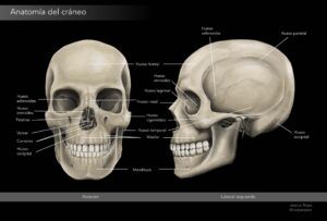 ANATOMIA DEL CRÁNEO