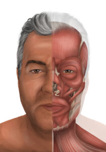 ANATOMIA OSTEOMUSCULAR ROSTRO