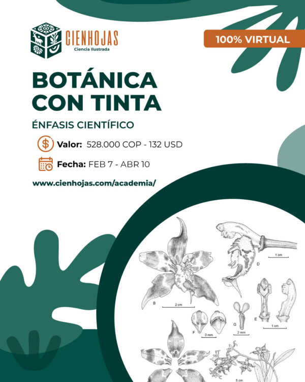 Ilustración Botánica con Tinta - Énfasis Científico