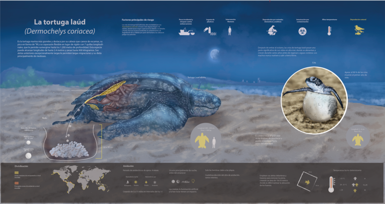 CHRISTIAN OCHOA infografia tortuga laud