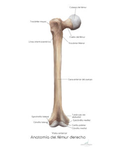 FEMUR ACUARELA