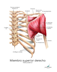 MÚSCULOS HOMBRO ACUARELA