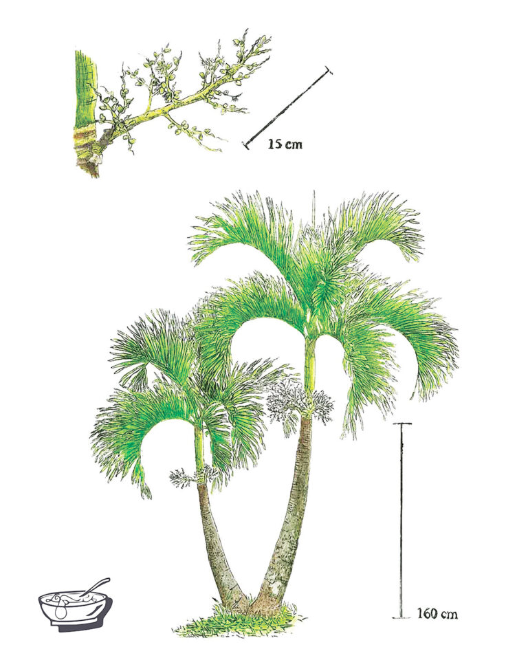 SAMUEL OCHOA ADONIDIA COLOR