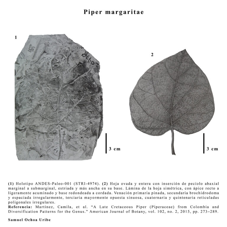 SAMUEL OCHOA Piper margaritae_