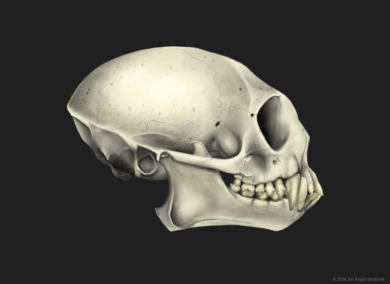 ANGIE SANDOVAL Cráneo Saguinus oedipus