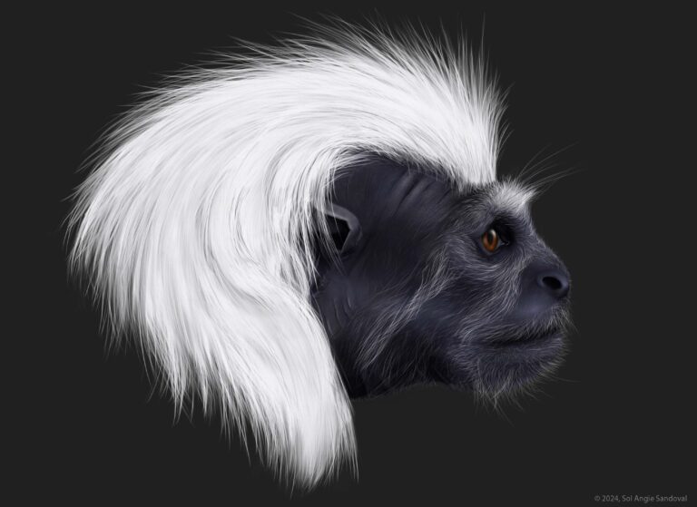 ANGIE SANDOVAL Saguinus oedipus