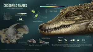 INFOGRAFÍA COCODRILO SIAMES