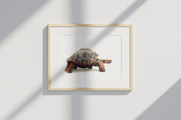 Tortuga de Galapagos - Original