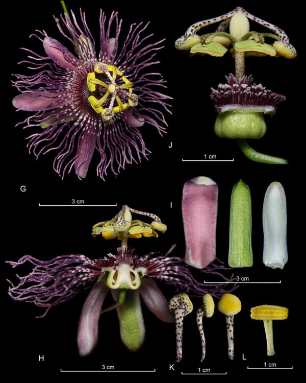 Láminas Botánicas con Fotografía - Imagen 2