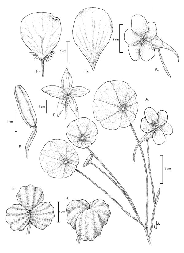 Lámina botánica Tropaeolum majus - Original - Imagen 3