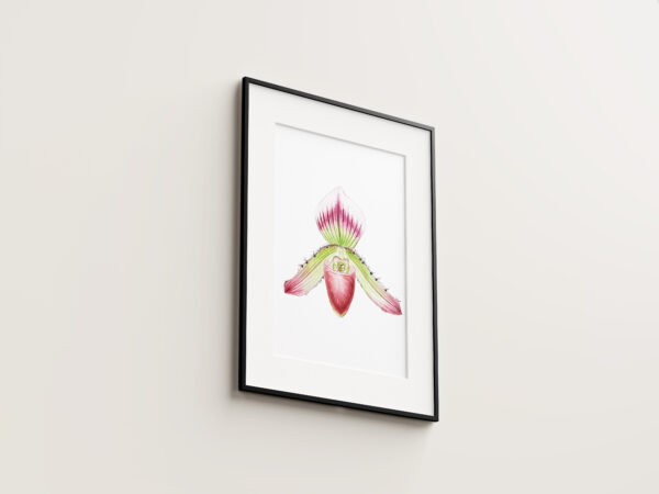 Paphiopedilum callosum - Original