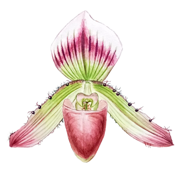 Paphiopedilum callosum - Original - Imagen 2