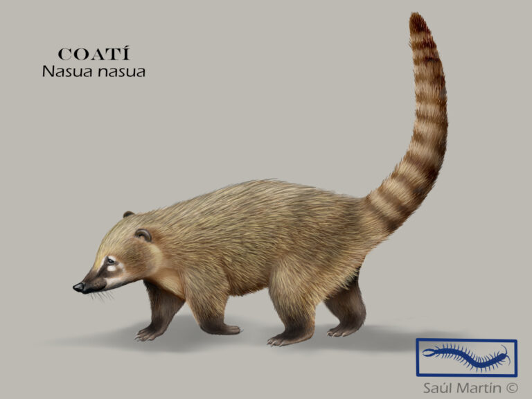 Coati - Ilustración Saúl Martín