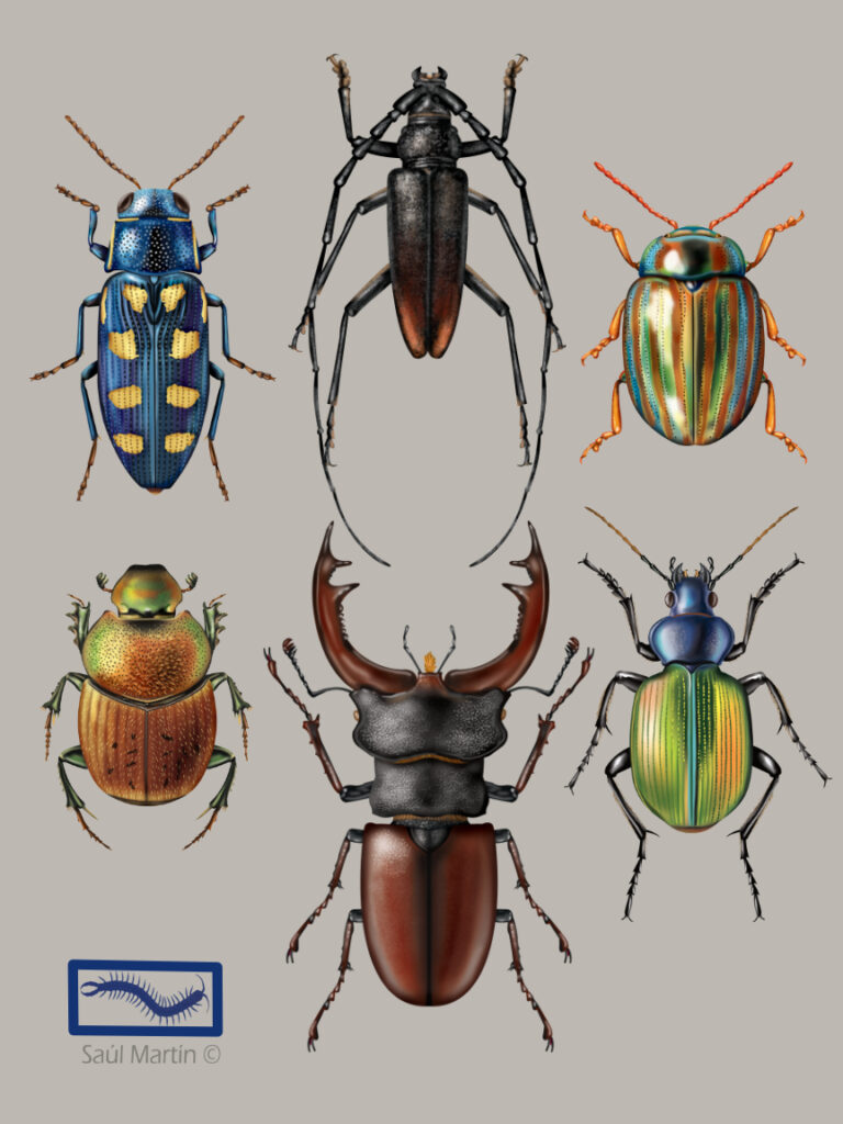 Coleopteros - Ilustración Saúl Martín