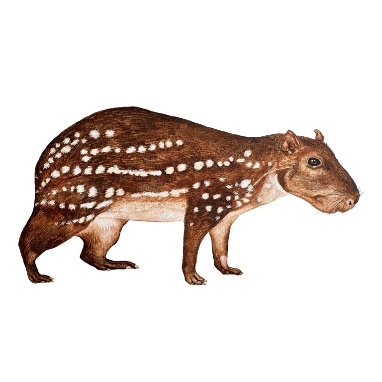 Cuniculus paca