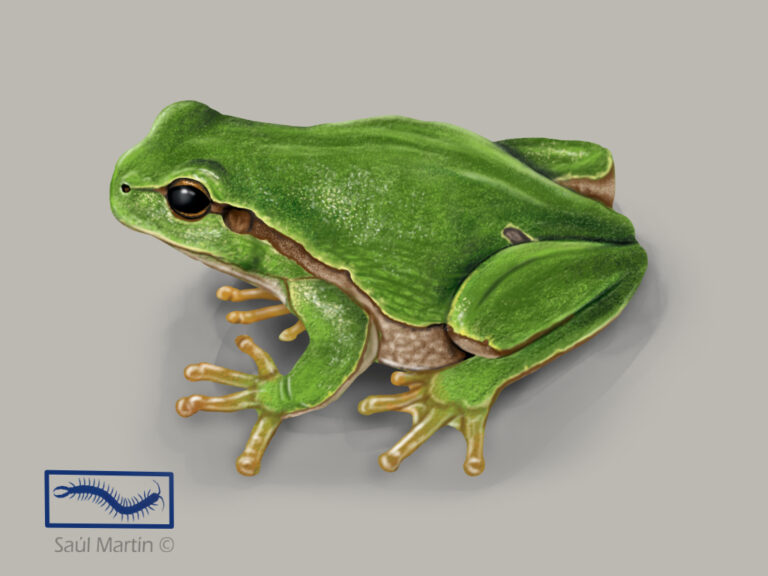 Hyla arborea- Ilustración Saúl Martín