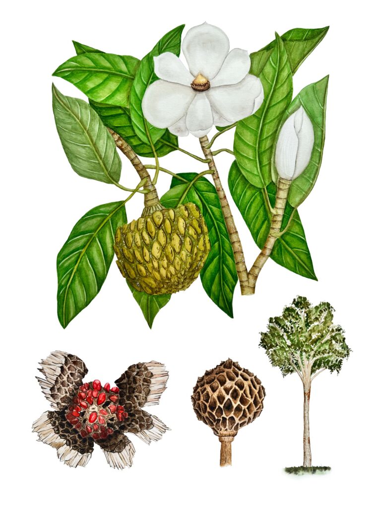 Magnolia resupinatifolia