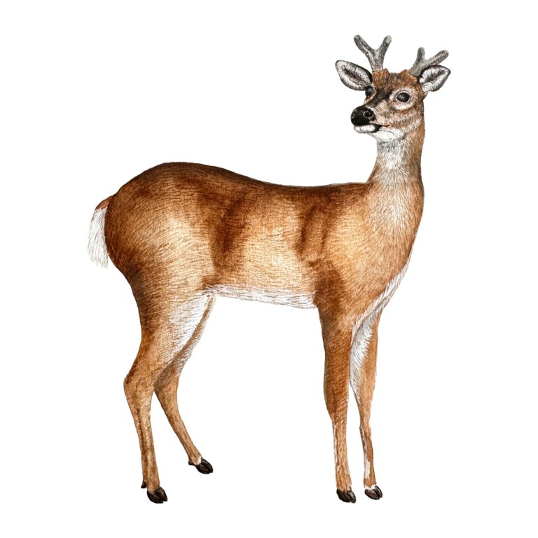 Odocoileus virginianus