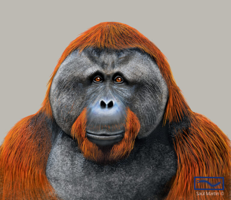 Orangutan - Ilustración Saúl Martín