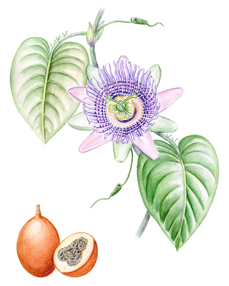 Passiflora Ligularis - Diplomado en Ilustración Botánica